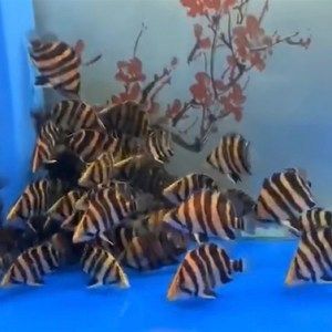 印尼虎鱼养殖讲座视频全集：印尼虎鱼养殖视频全集 泰国虎鱼 第1张