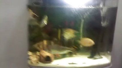 印尼虎鱼养殖讲座视频全集：印尼虎鱼养殖视频全集 泰国虎鱼 第3张