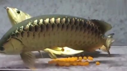 金龙鱼喂食量是多少：金龙鱼的喂食量应该根据金龙鱼的大小和生活习性来确定 龙鱼百科 第3张