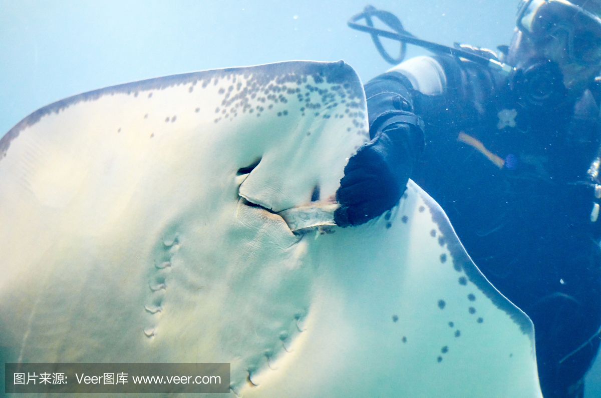 魟鱼腹部凹陷：魟鱼腹部凹陷的原因 魟鱼百科 第3张