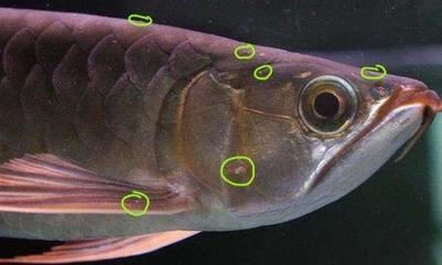 龙鱼有寄生虫怎么治疗好的快呢：龙鱼感染寄生虫怎么办 龙鱼百科