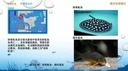 魟鱼换水应注意什么事项：养魟鱼换水应注意什么事项 魟鱼百科 第2张