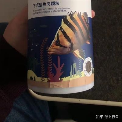 虎鱼只吃虾不吃鱼：为什么虎鱼只吃虾不吃鱼？ 虎鱼百科 第2张