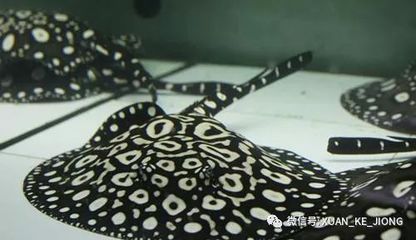 被魟鱼刺伤手指：被魟鱼刺伤手指怎么办 魟鱼百科 第2张