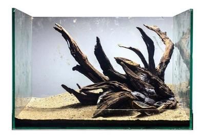 龙鱼沉木石头：沉木和石头在龙鱼缸中的作用主要体现在以下几个方面 龙鱼百科 第3张