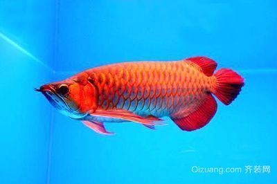 红龙鱼最贵的鱼类：红龙鱼中最贵的一种是血红龙 龙鱼百科 第2张
