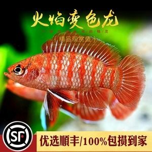 红龙鱼混养最佳伴侣鱼品种有哪些：红龙鱼混养最佳伴侣鱼品种 龙鱼百科 第3张