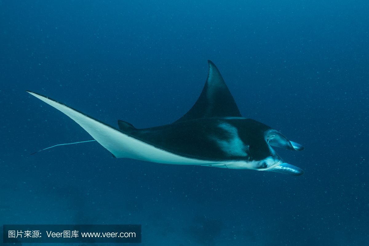 蝠鲼和蝠魟：蝠鲼和蝠[需手动填充]是两种不同的海洋生物 魟鱼百科 第3张