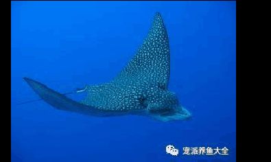 蝠鲼鳐鱼魟鱼：海洋生物中蝠鲼、鳐鱼和魟鱼之间的区别 魟鱼百科 第3张