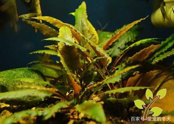 大鱼缸养什么水草好：适合大鱼缸养殖的水草有哪些？ 鱼缸百科 第2张