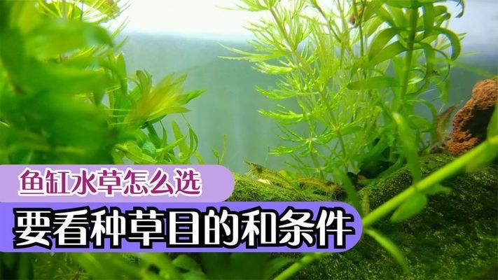 大鱼缸养什么水草好：适合大鱼缸养殖的水草有哪些？