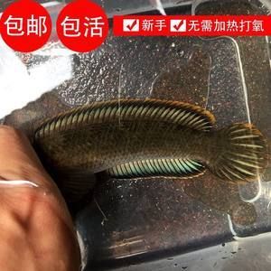 龙鱼最佳配鱼排行榜：适合与龙鱼混养的鱼类