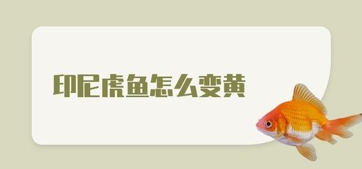 虎鱼什么时候变黄：虎鱼的颜色变化主要由以下几个因素决定 虎鱼百科 第3张