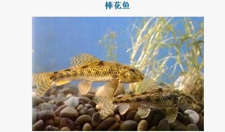 虎鱼可以直接喂活泥鳅？：虎鱼可以直接喂活泥鳅吗？