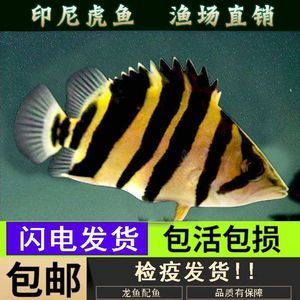 虎鱼吃活食怎么检疫：喂养虎鱼活食怎么检疫 虎鱼百科 第1张