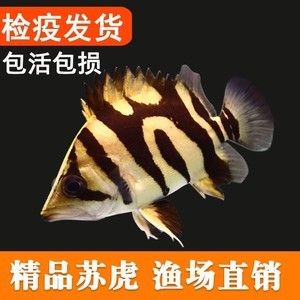 虎鱼吃活食怎么检疫：喂养虎鱼活食怎么检疫 虎鱼百科 第2张