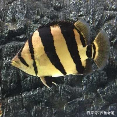 虎鱼有些明有些暗怎么办：如何改善虎鱼体色 虎鱼百科 第2张