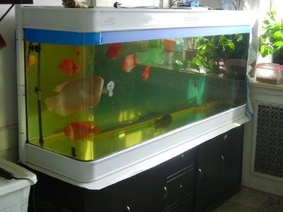 玻璃鱼缸渗水用什么胶：热门鱼缸胶品牌排行榜：水族专用胶，水族专用胶