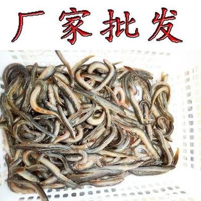 魟鱼吃什么鱼食最经济实惠：魟鱼吃什么鱼食经济实惠 魟鱼百科 第2张