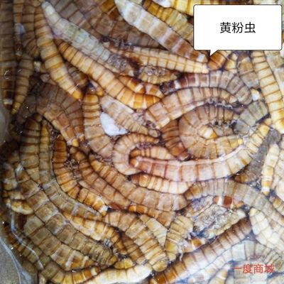 魟鱼吃什么鱼食最经济实惠：魟鱼吃什么鱼食经济实惠 魟鱼百科 第3张