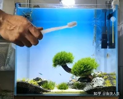 玻璃擦可以擦鱼缸吗：鱼缸清洁工具玻璃擦的使用方法 鱼缸百科 第1张