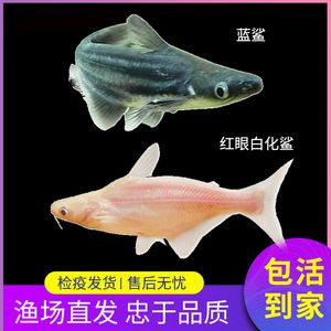 观赏鱼 虎鲨：虎头鲨的饲养方法