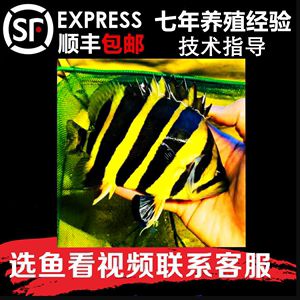 泰北虎鱼养殖方法视频：泰北虎鱼好养吗怎么养泰北虎鱼好养吗怎么养喂食 虎鱼百科 第1张