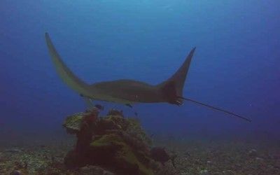 魟鱼 魔鬼鱼：魟鱼和魔鬼鱼在海洋生物中都是非常常见的鱼类，但体貌特征不同 魟鱼百科 第3张