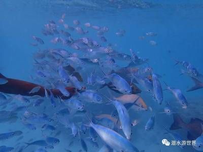 魟鱼老在水面上游：魟鱼老在水面上游可能有以下几种情况 魟鱼百科 第2张