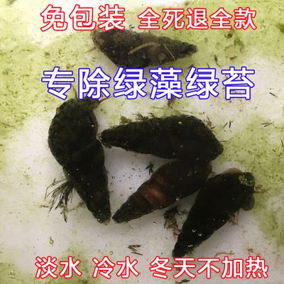 冬天鱼缸长绿苔怎么去除：鱼缸除藻剂的种类与使用技巧 鱼缸百科 第3张