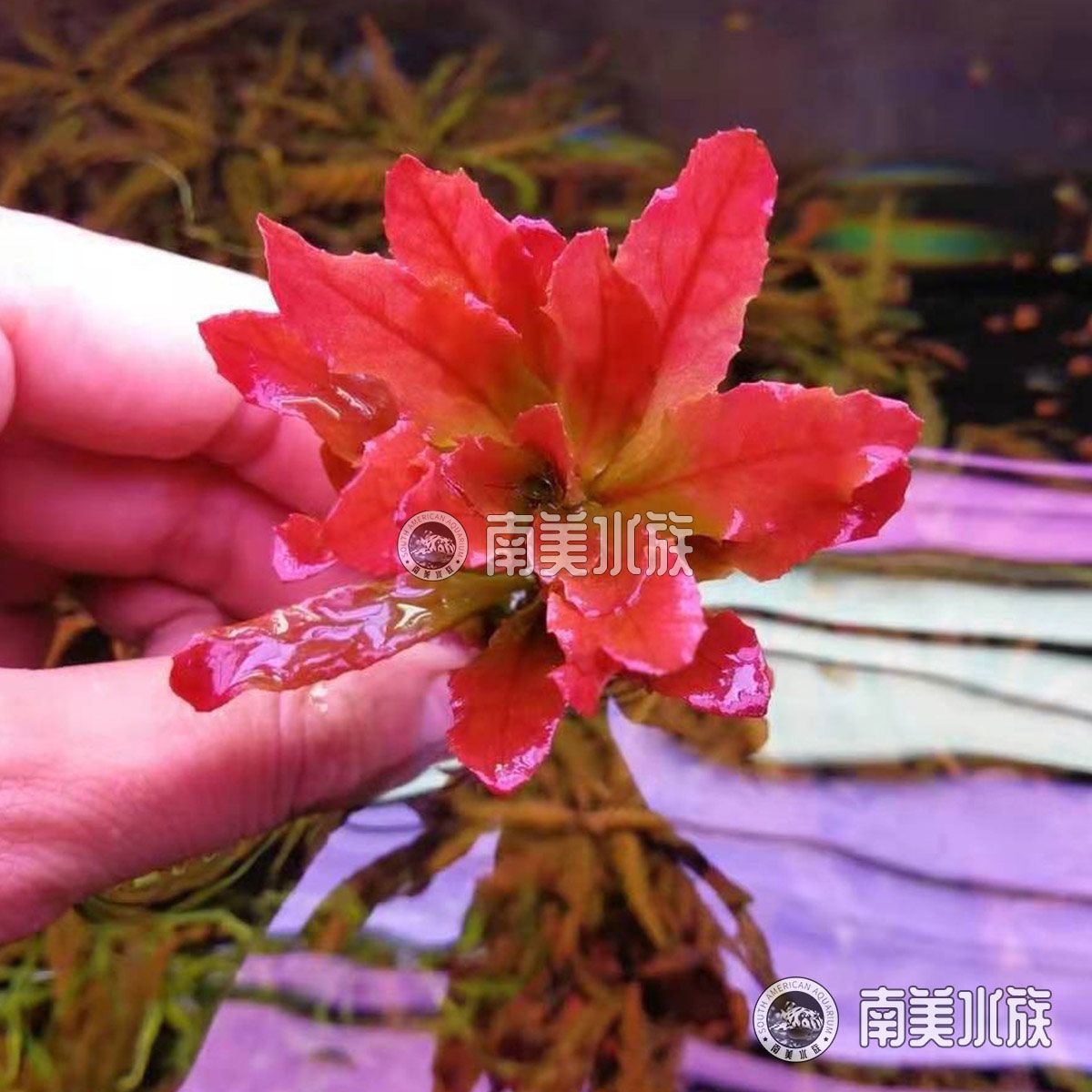 北美鱼缸造景：北美鱼缸造景之造景技巧 鱼缸百科 第1张