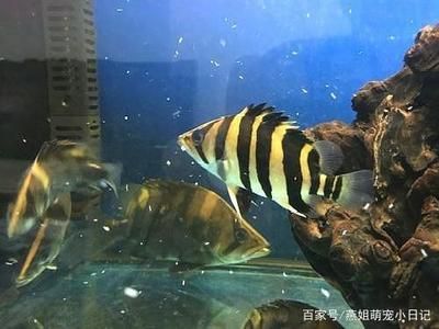 虎鱼和鹦鹉混养可以吗：虎鱼和鹦鹉鱼可以混养吗 虎鱼百科 第3张