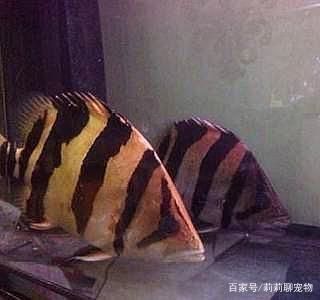 印尼虎鱼的饲养环境：印尼虎鱼的饲养方式 虎鱼百科 第3张