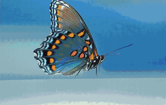 彩蝶的含义：彩蝶是一个汉语词语，拼音是caidie 彩鲽鱼缸（彩蝶鱼缸） 第1张
