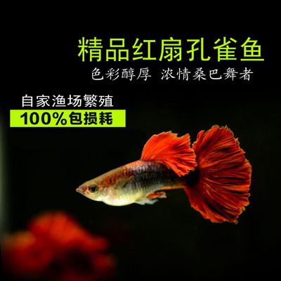 缸鱼或魟鱼多少钱一斤：缸鱼和魟鱼的价格 魟鱼百科 第1张