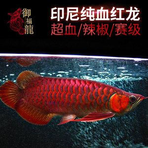 大湖红龙鱼特点描述：大湖红龙鱼是一种美丽的淡水观赏鱼属于红龙鱼的一种 龙鱼百科 第1张