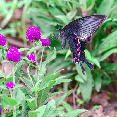 彩蝶1.2米：彩蝶1.2米鱼缸 彩鲽鱼缸（彩蝶鱼缸） 第1张