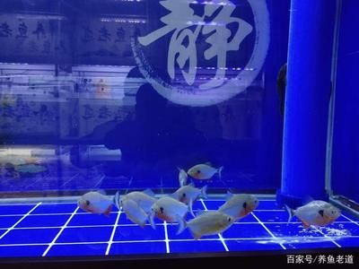 虎鱼可以和蝴蝶鲤混养吗？：虎鱼和蝴蝶鲤可以混养吗虎鱼和蝴蝶鲤可以混养吗 虎鱼百科 第1张