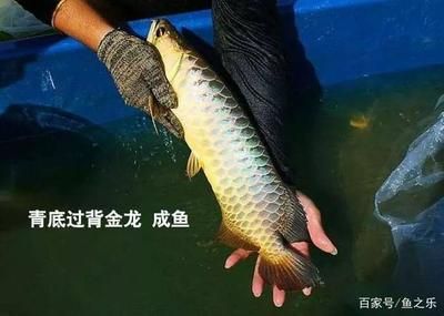 龙鱼背上掉鳞片怎么办：如何处理龙鱼掉鳞片