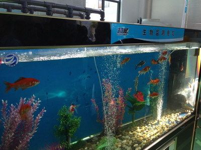 大苏打鱼缸水浑浊变澄清：鱼缸水浑浊的原因和处理方法