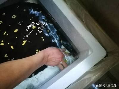 魟鱼腹水怎么治疗：魟鱼腹水怎么治疗魟鱼腹水的治疗方法主要包括以下几个方面 魟鱼百科 第3张