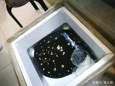 魟鱼腹水怎么治疗：魟鱼腹水怎么治疗魟鱼腹水的治疗方法主要包括以下几个方面 魟鱼百科 第1张