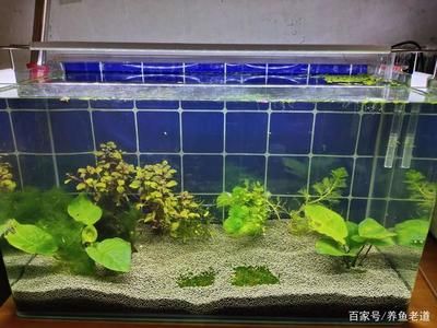 草缸鱼缸还是虾缸好弄：建造草缸、鱼缸还是虾缸时，需要考虑的因素很多 鱼缸百科 第1张