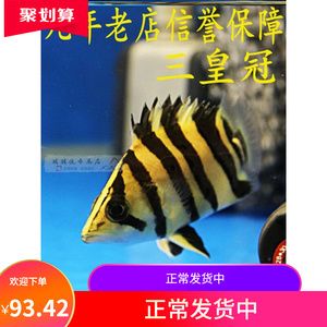 印虎鱼能长多大的鱼苗：印尼虎鱼的成年体长可以达到55-60cm 虎鱼百科 第3张