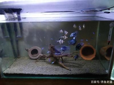 大量换水导致鱼缸白浊：鱼缸换水后水质变白浊怎么办？ 鱼缸百科 第3张