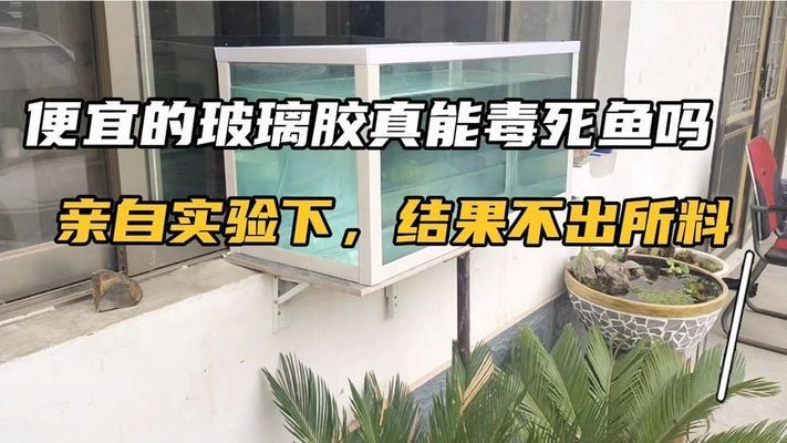 玻璃胶放鱼缸有毒吗安全吗：玻璃胶在固化过程中会挥发有毒气体对鱼儿的影响 鱼缸百科