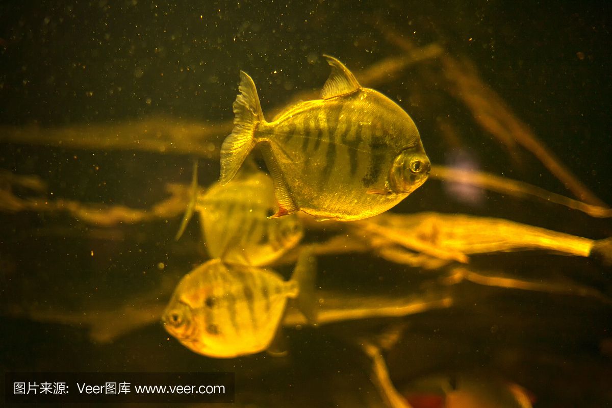 虎鱼要深水养吗：虎鱼并不需要深水来饲养，它们属于全水性鱼类，虎鱼要深水养吗 虎鱼百科 第2张