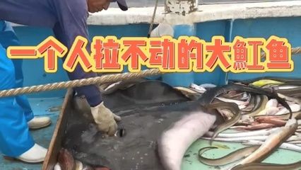 魟鱼吃完食趴着不动：魟鱼吃完食后为什么会趴着不动并采取适当的措施来确保健康和幸福 魟鱼百科 第1张