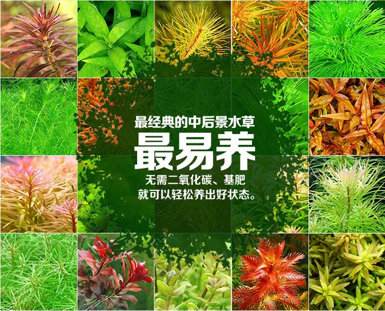 带陶瓷环的水草直接放鱼缸里养行吗：带陶瓷环的水草可以直接放入鱼缸里养吗？ 鱼缸百科 第3张