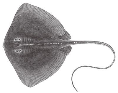 魟鱼弓背怎么回事：魟鱼弓背可能是多种因素引起的